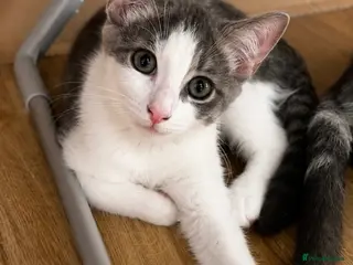 British Shorthair cats Female British Shorthair mix Kitten - Advert 6
