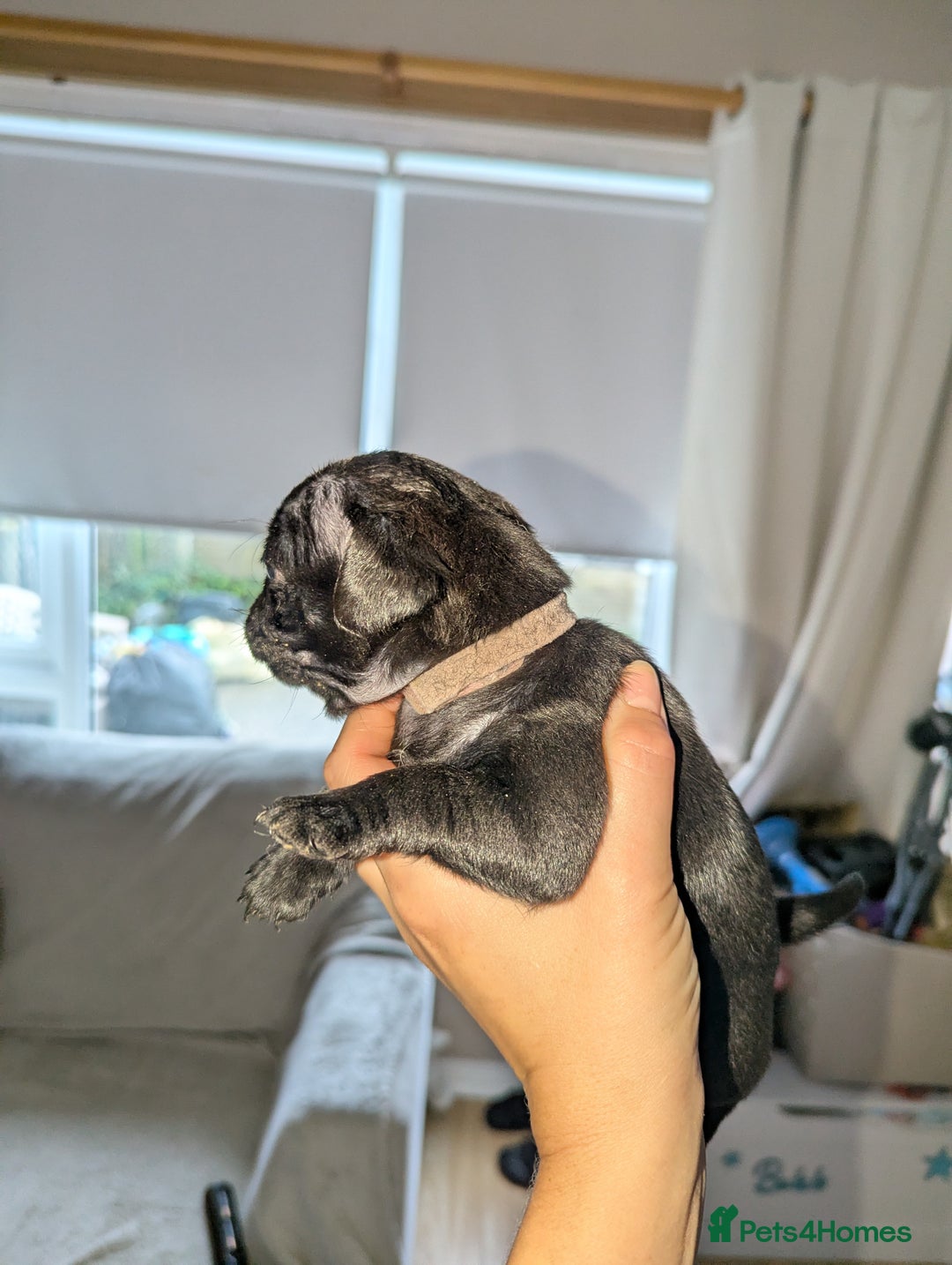 Pug dogs for sale: Pug puppies  - Image 13