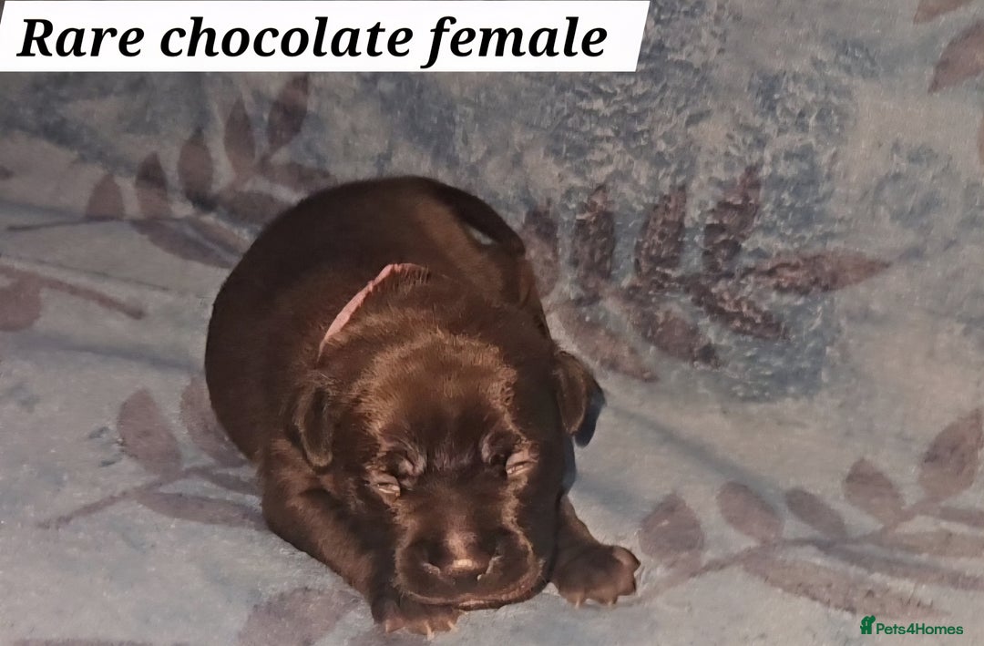 Staffordshire Bull Terrier dogs for sale: KC KING FURY X KASSIUS DAUGHTER PUPS  - Advert 12