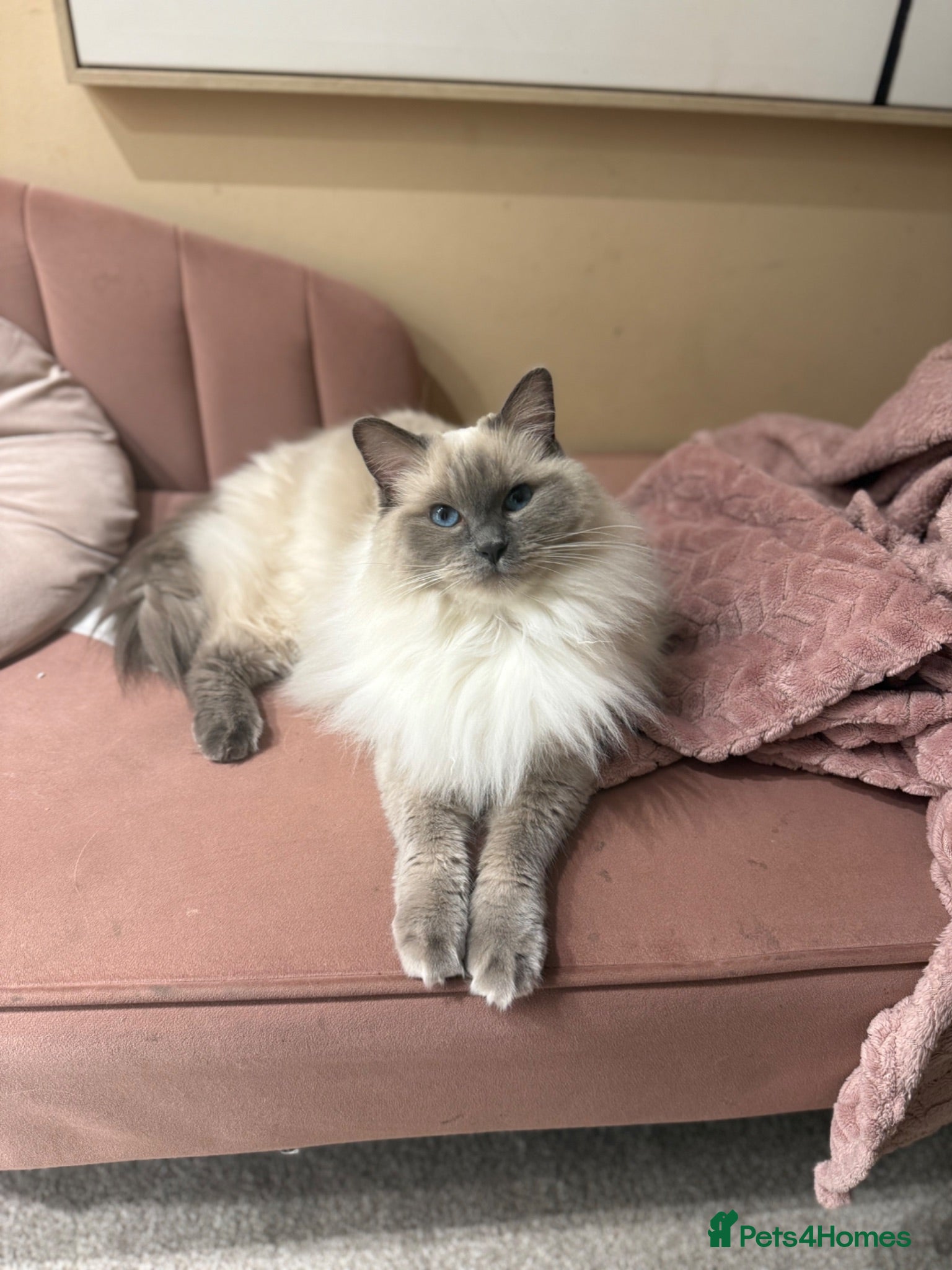 Ragdoll cats Blue Tabby Point Mitted Ragdoll Female - Advert 6