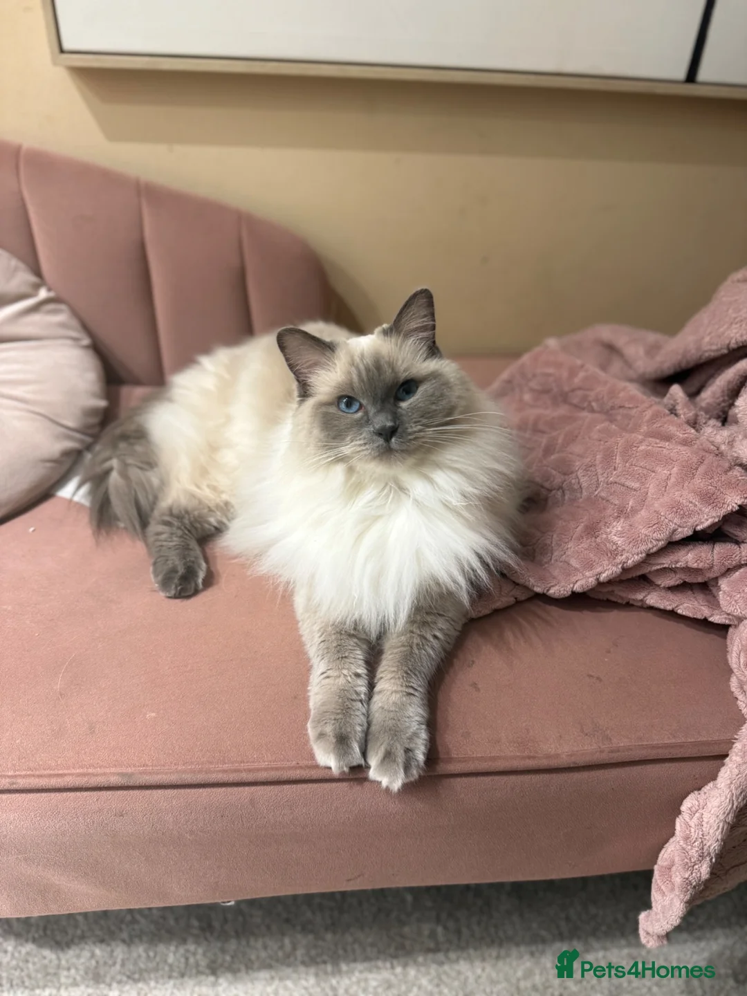 Ragdoll cats for sale: Blue Tabby Point Mitted Ragdoll Female in Sutton-in-Ashfield - Advert 1