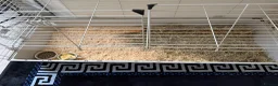 Mixed Breed rabbits for sale: beautiful fluffy rabbits in Salford - Advert 4