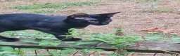 Oriental cats for sale: Oriental kittens for sale (4 ready now!) - Advert 18