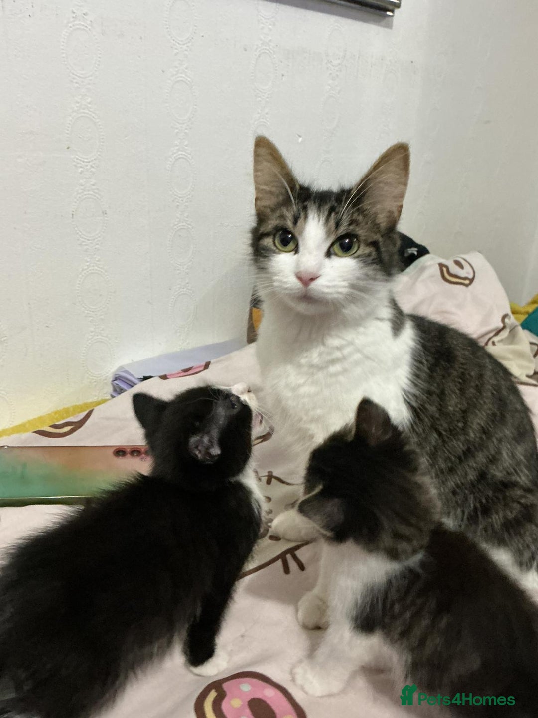 Mixed Breed cats for sale: Kittens  - Advert 14