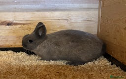 Netherland Dwarf rabbits for sale: Netherland Dwarf Baby Doe - Image 4