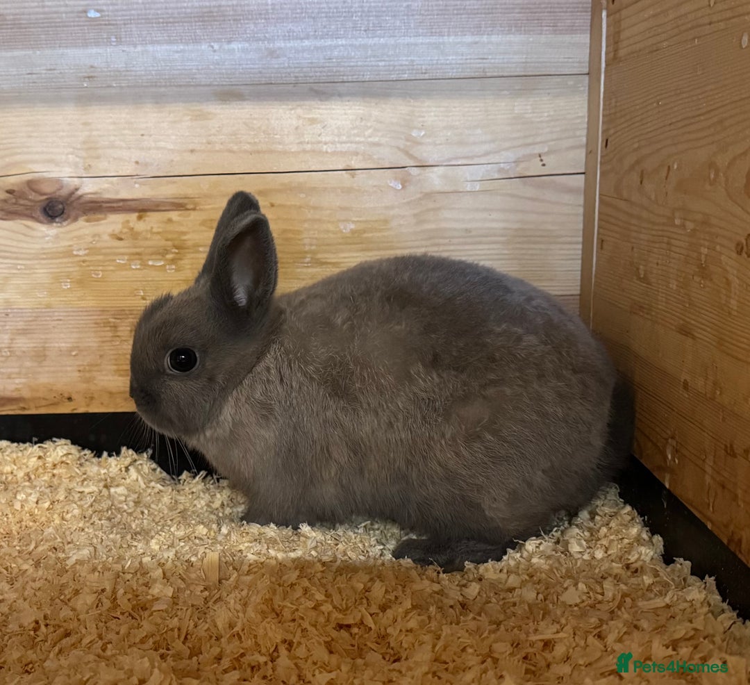 Netherland Dwarf rabbits for sale: Netherland Dwarf Baby Doe - Image 4