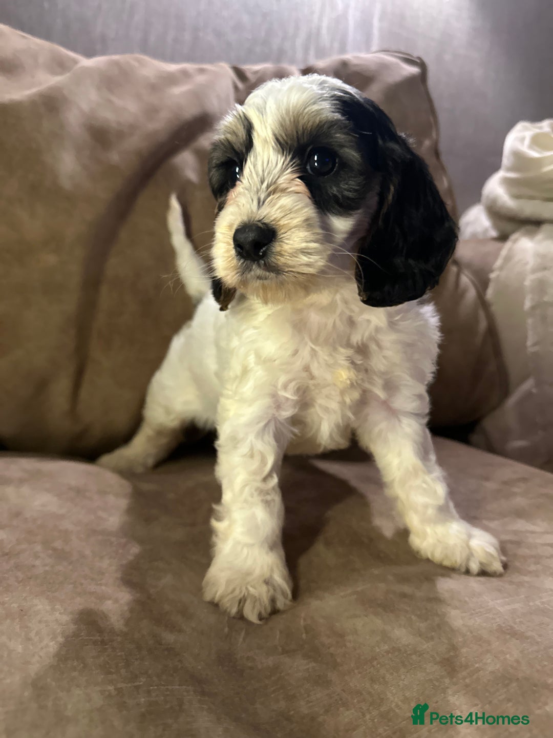 Cockapoo dogs for sale: Roan and sable cockapoos - Advert 7