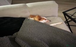 Chihuahua dogs for sale: 11 month old Chihuahua for sale  - Image 9