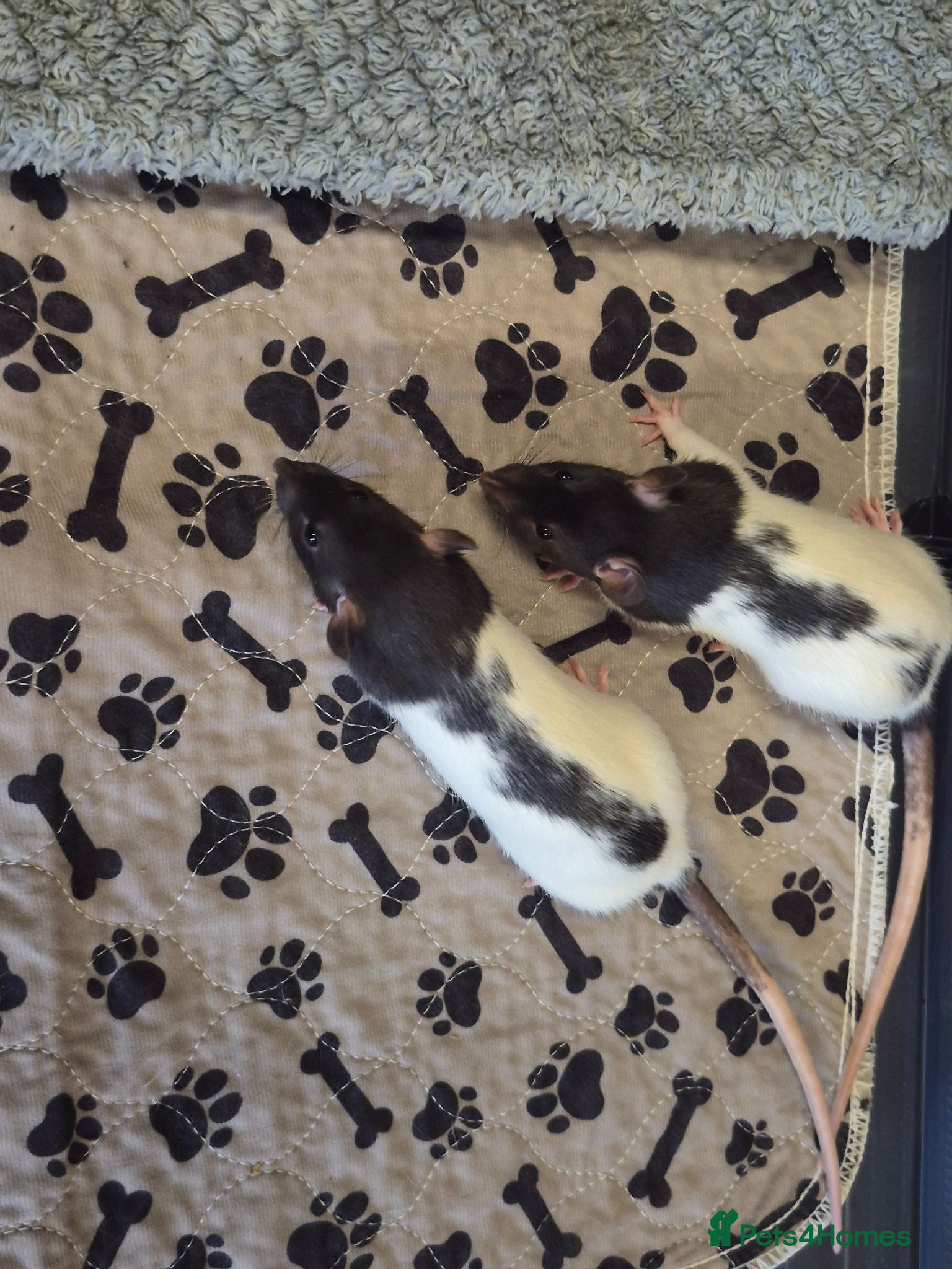 Rat rodents Baby rats 6 weeks old - Advert 2