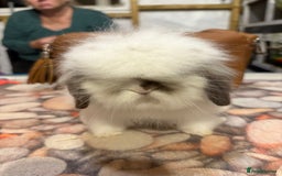 Mini Lion Lop rabbits for sale: Double mane lionlops ready now - Image 1