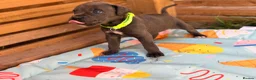 Cane Corso dogs for sale: Stunning cane corso 🐶 - Advert 14
