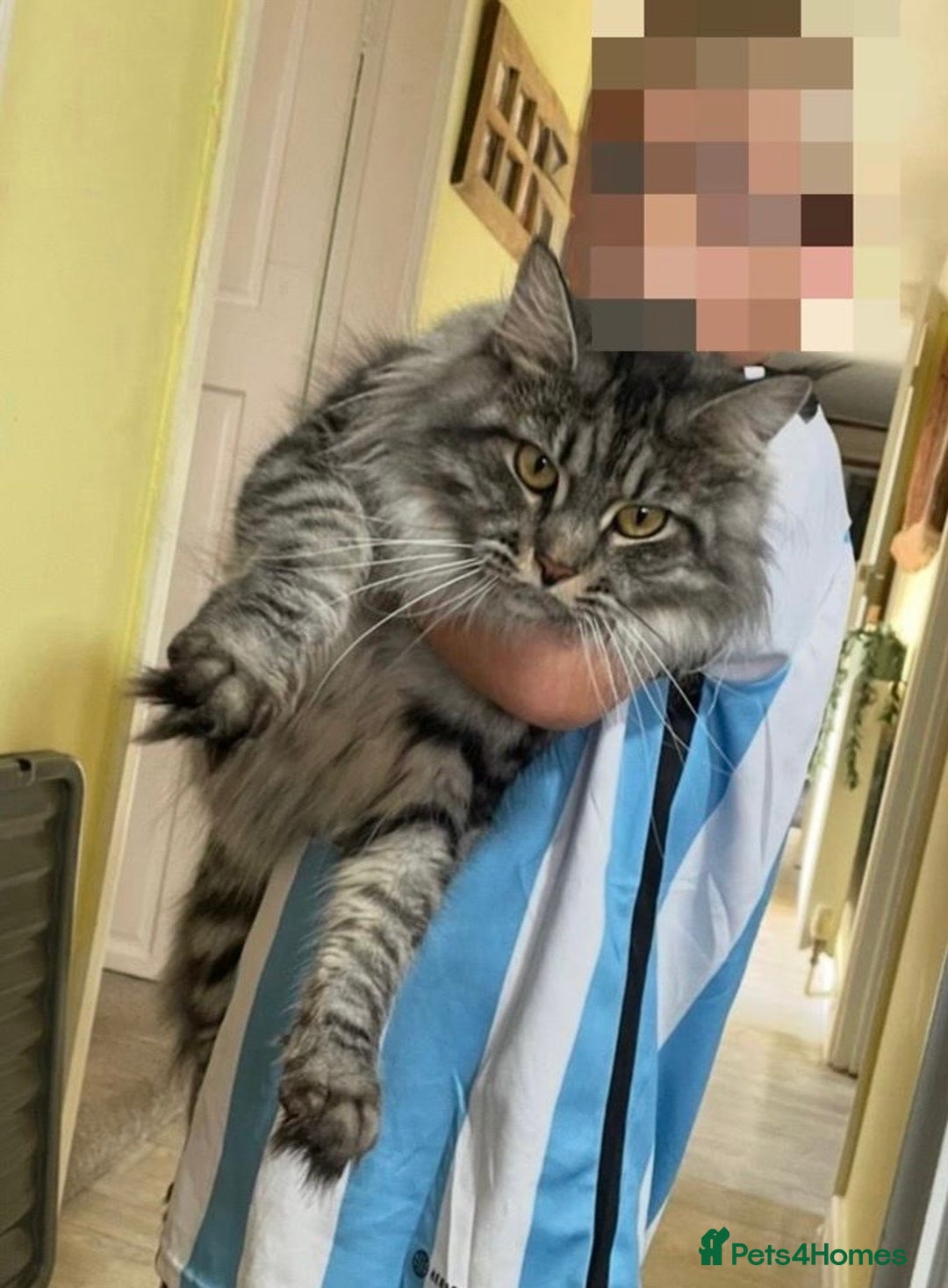 Maine Coon cats for sale: Maine coon girl stunning  - Image 2