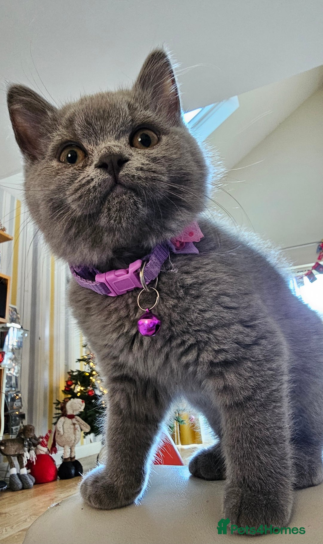 British Shorthair cats for sale: Beautiful Pedigree British Blue Kittens  🐾 - Advert 29