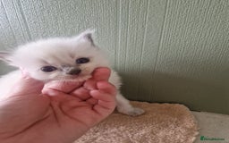 Ragdoll cats for sale: 5 beautiful ragdoll kittens - Image 2