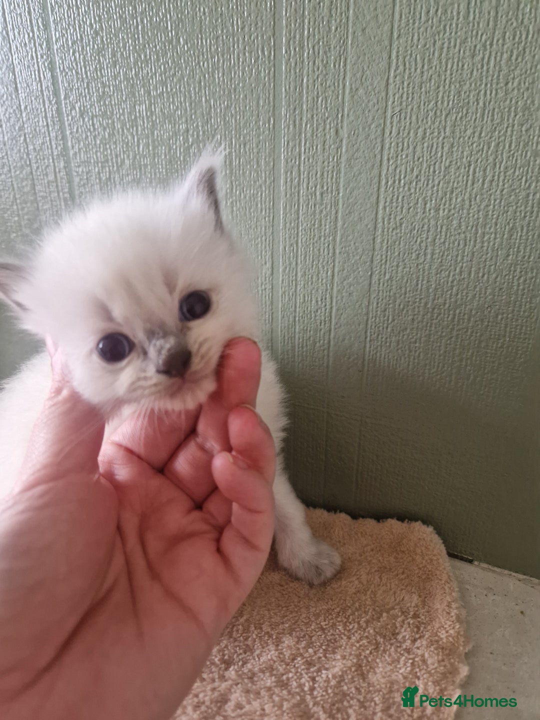 Ragdoll cats for sale: 5 beautiful ragdoll kittens - Image 2