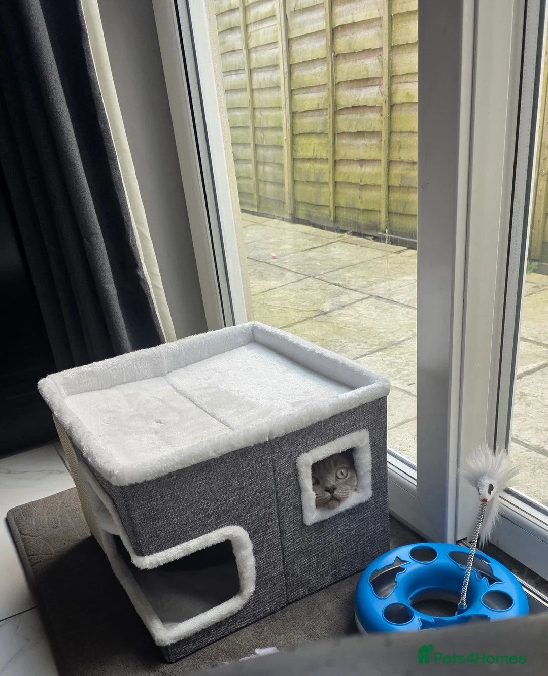 British Shorthair cats for sale: Colourpoint british shorthair  - Advert 4