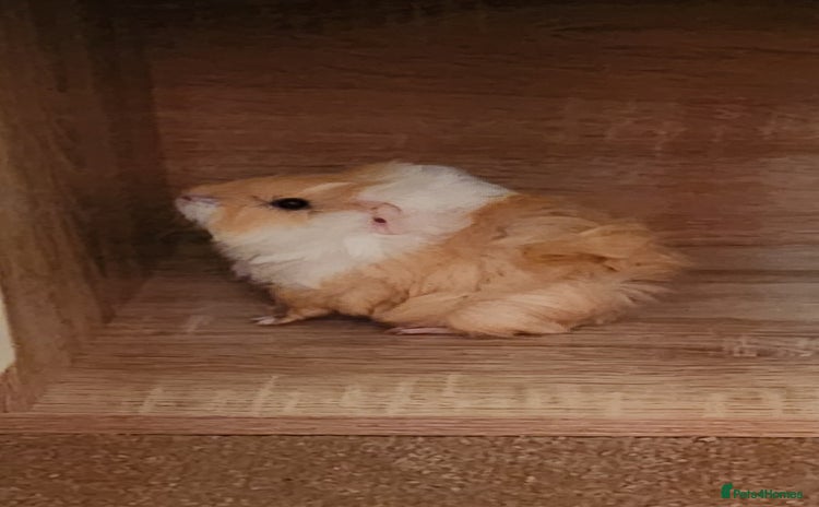 Guinea Pig rodents - Advert 1