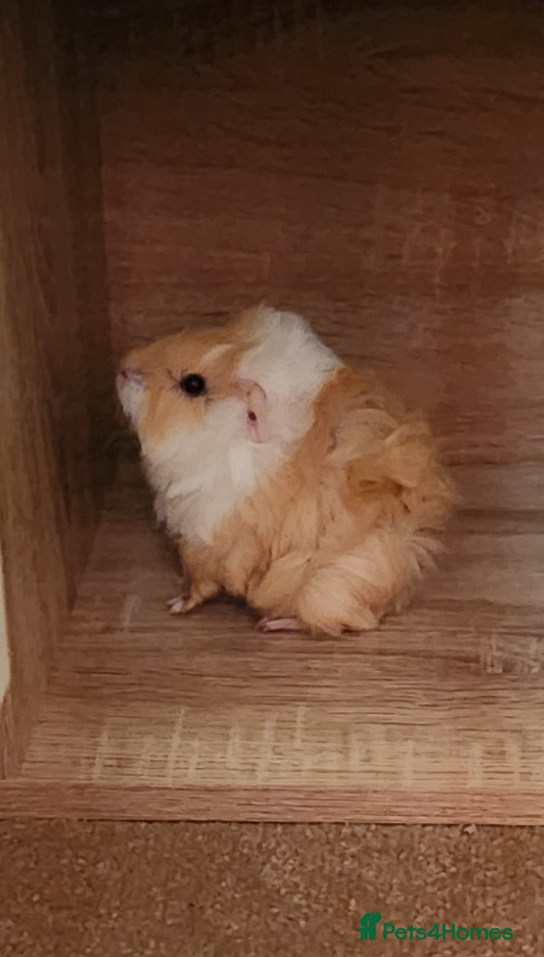 Guinea Pig rodents for sale: Adorable Guinea Pig - Image 1