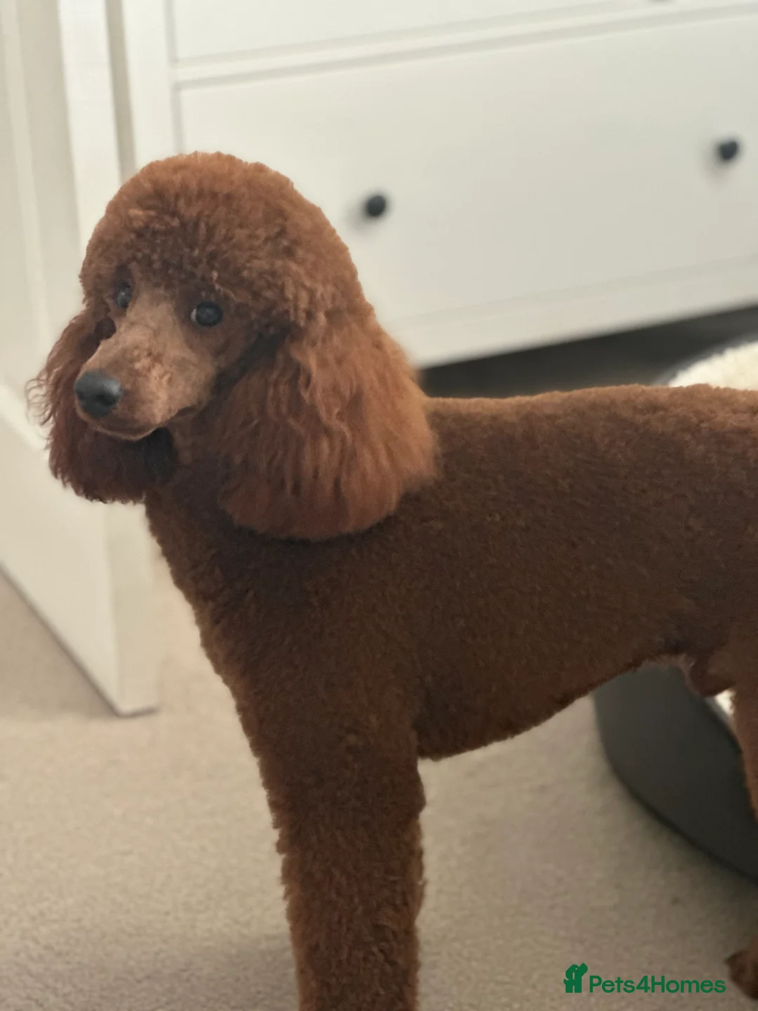 Miniature Poodle dogs for stud: Miniature Poodle Stud in Stansted - Advert 2