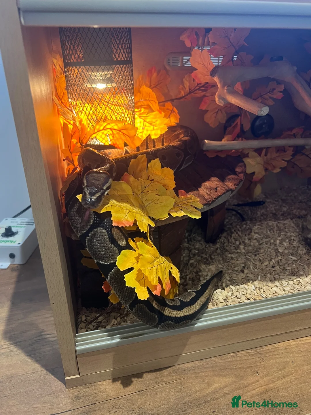 Python Snake reptiles for sale: 5 year old Royal ball Python  in Eastbourne - Advert 1
