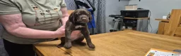 Mixed Breed dogs for sale: Gsp/Vizsla - Advert 8