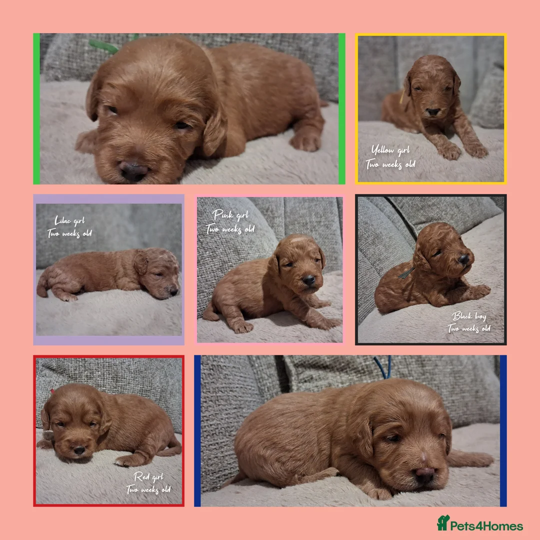Labradoodle dogs for sale: Miniature F1b Labradoodles in Stevenage - Advert 1