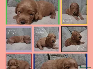 Labradoodle dogs Miniature F1b Labradoodles - Advert 1