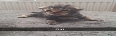 Bengal 6