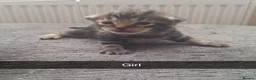 Bengal cats for sale: Bengal mix babies  - Advert 5