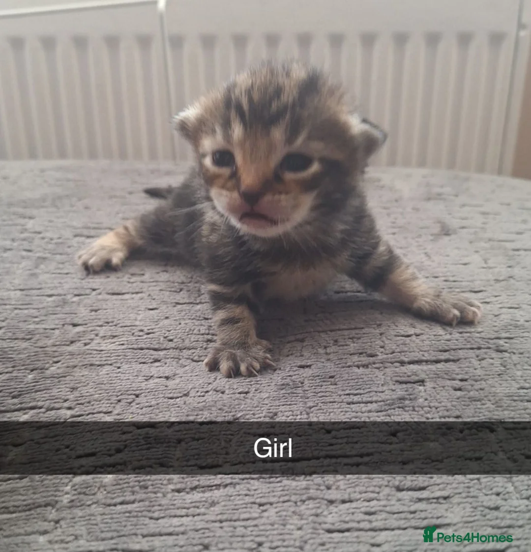Bengal cats for sale: Bengal mix babies READY FROM MONDAY - Advert 10
