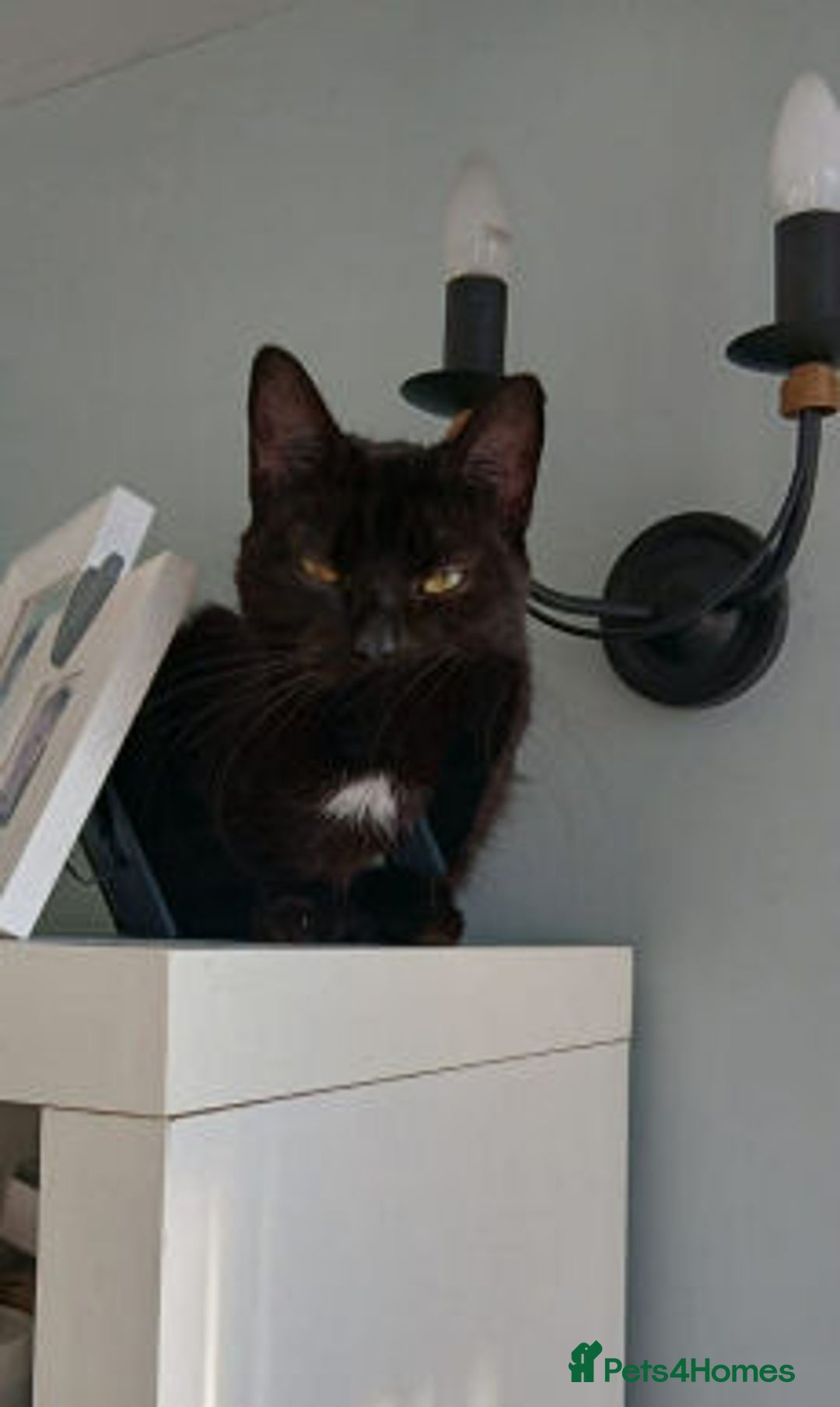 Mixed Breed cats for adoption: ANGEL - Advert 4