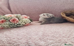 Scottish Fold cats for sale: Stunning TICA Registered Babies in Bolton - Image 34