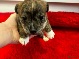 Jack Russell dogs Jack Russel pups - Advert 14