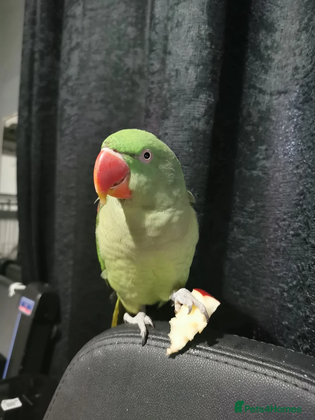 Parakeets birds for sale: Beautiful Female Alexandrine Parakeet – Zelda  - Advert 2
