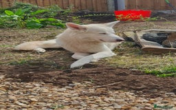 German Shepherd dogs for stud: STUD - German Shepheard X husky  - Image 4