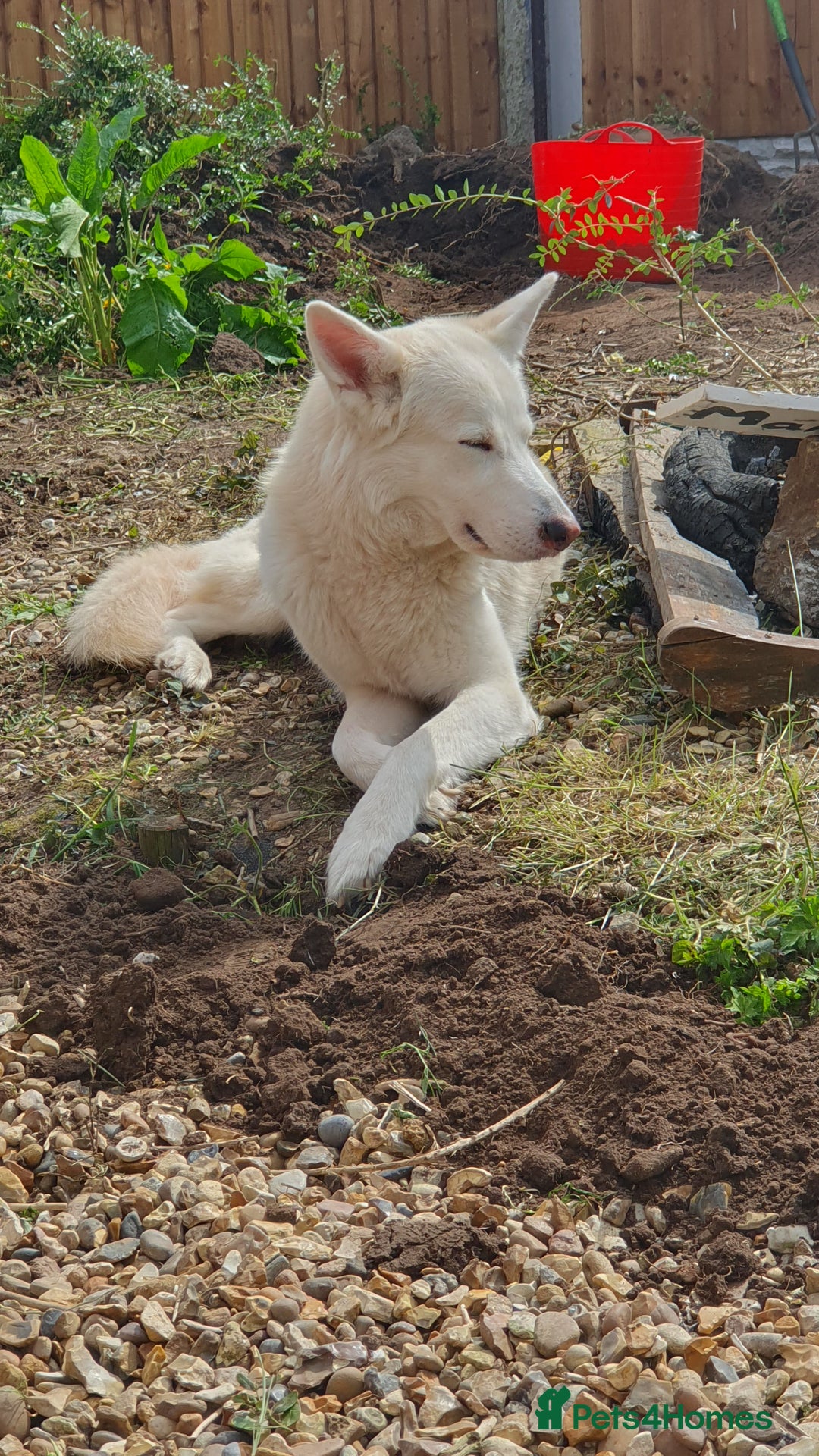 German Shepherd dogs for stud: STUD - German Shepheard X husky  - Image 4