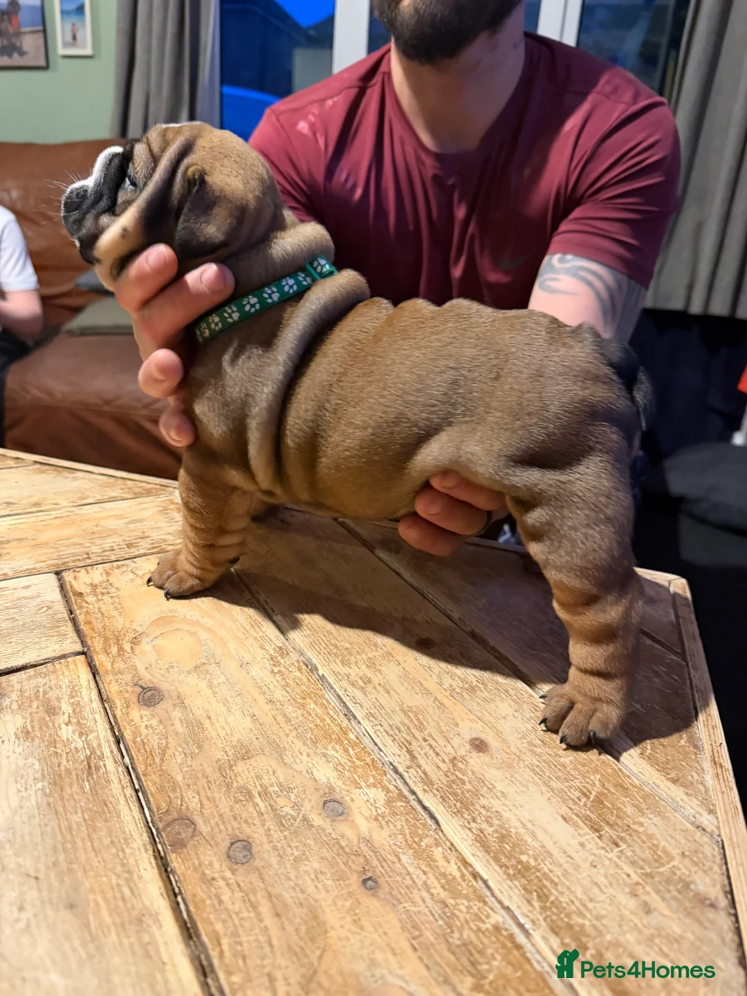 English Bulldog dogs for sale: 🌸❤️ TOP BLOOD LINE ENGLISH BULLDOGS RED AND WHITE - Advert 2