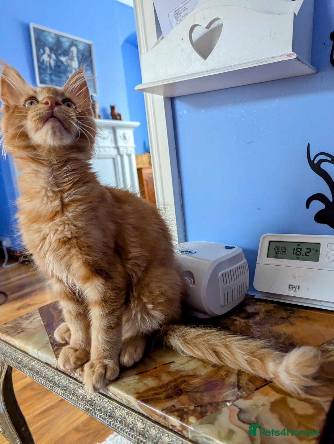 Maine Coon cats for sale: Beautiful Pedigree Maine Coon Kittens  - Image 22