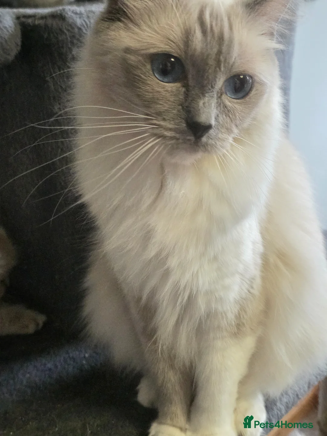 Ragdoll cats for sale: Ragdoll kittens in Perth - Advert 14