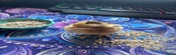 Chickens poultry for sale: Day old chicks 🥰 - Advert 5
