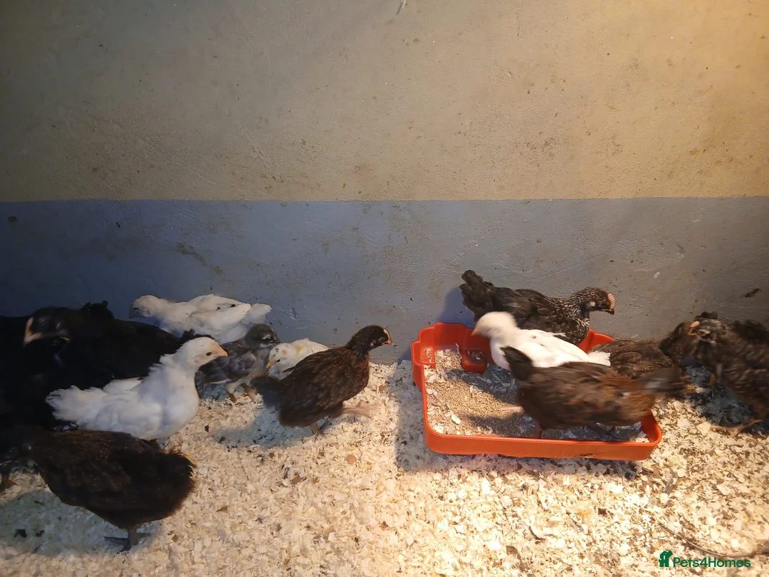 Hens poultry for sale: 1-12 weeks old Black Marren Hens Chicks Cockerals  - Advert 2