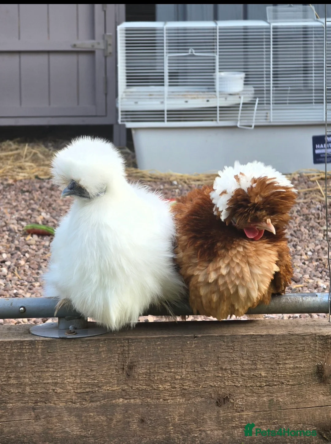 Chickens poultry for sale: **🐣 Hatching Eggs Available! 🐣** - Advert 10