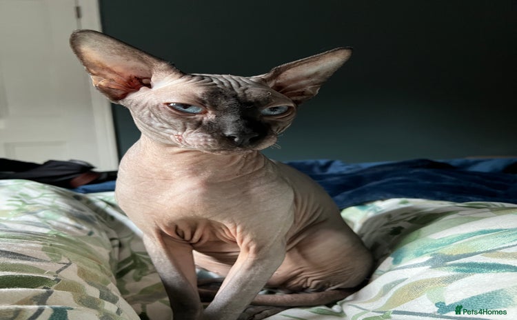 Sphynx cats - Advert 3