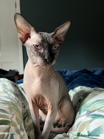 What is the Stud Fee for Breeding a Sphynx Cat: Ultimate Cost Guide