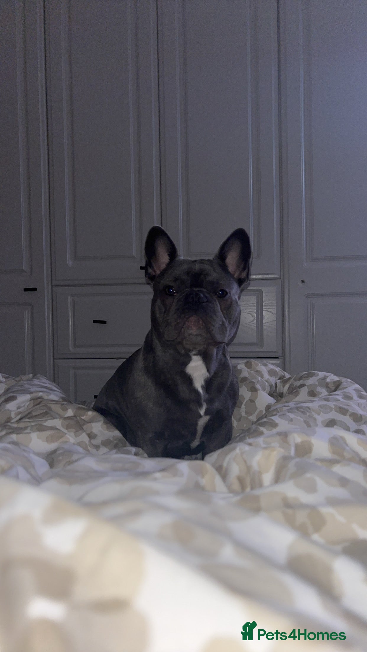 French Bulldog dogs 9 Month Old French Bulldog for Sale  - Advert 1
