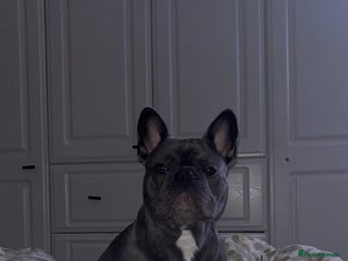 French Bulldog dogs 9 Month Old French Bulldog for Sale - Advert 1
