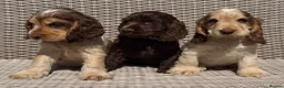 Cocker Spaniel dogs for sale: KC Show-type Chocolate & Choc Sable puppies - Advert 4