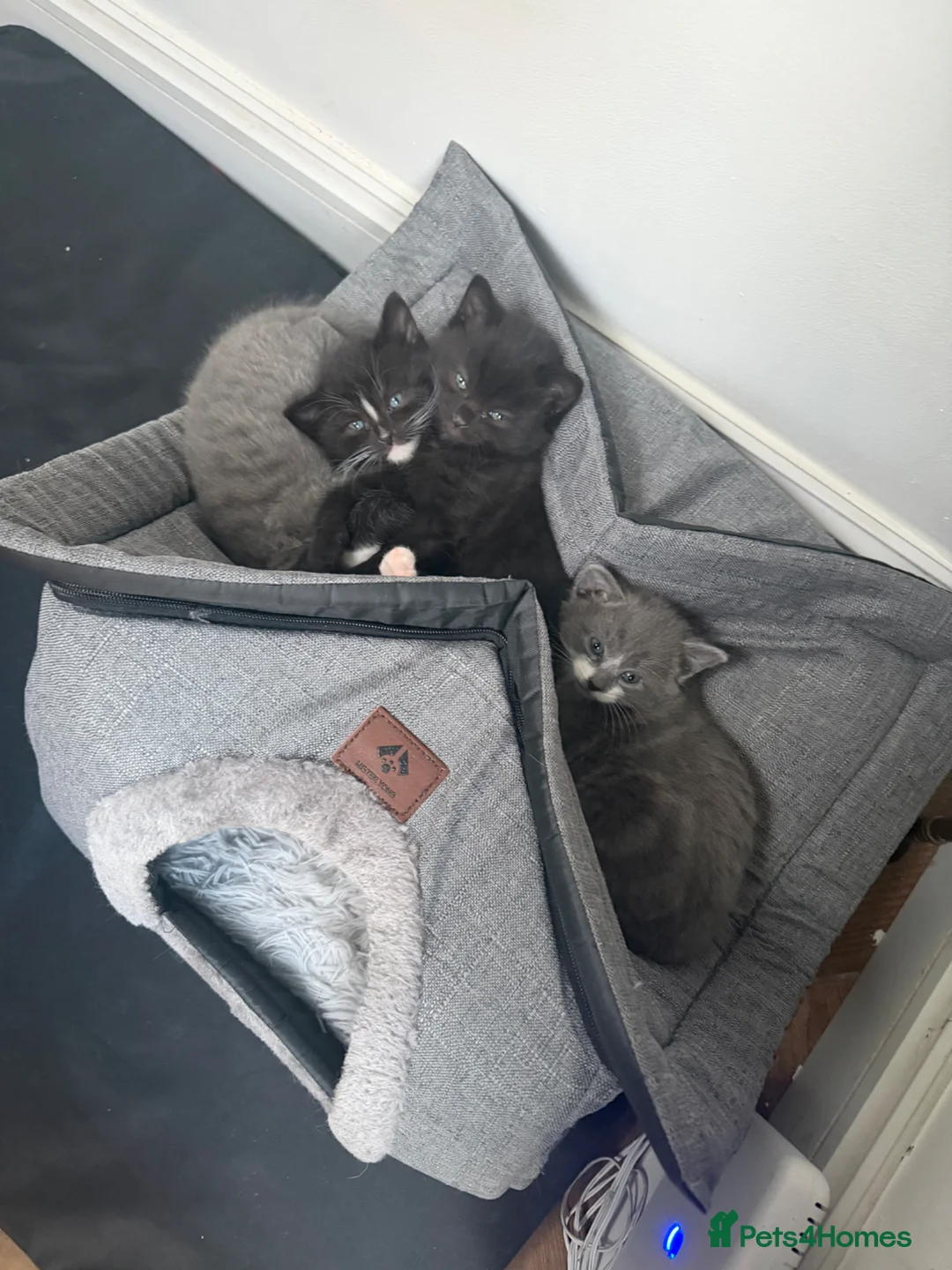 Mixed Breed cats for sale: Turkish Angora Mix Kittens  in London - Advert 2