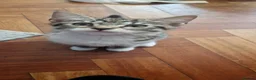 Mixed Breed cats for sale: Domestic Cat - Advert 9