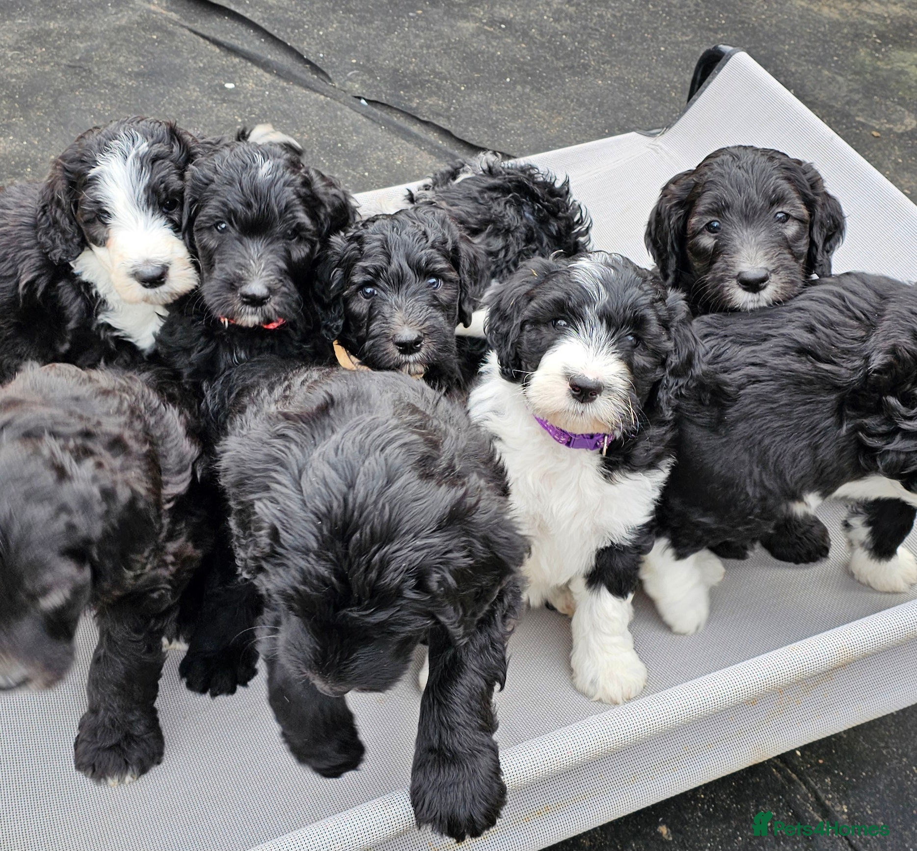 Sheepadoodle dogs F1 Sheepadoodles Ready  8th April - Advert 1